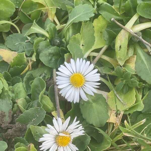 Bellis annua Fleur