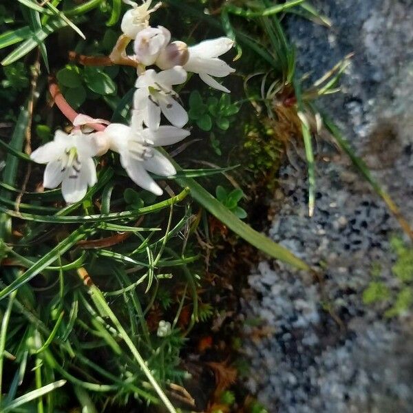 Brimeura fastigiata Flower