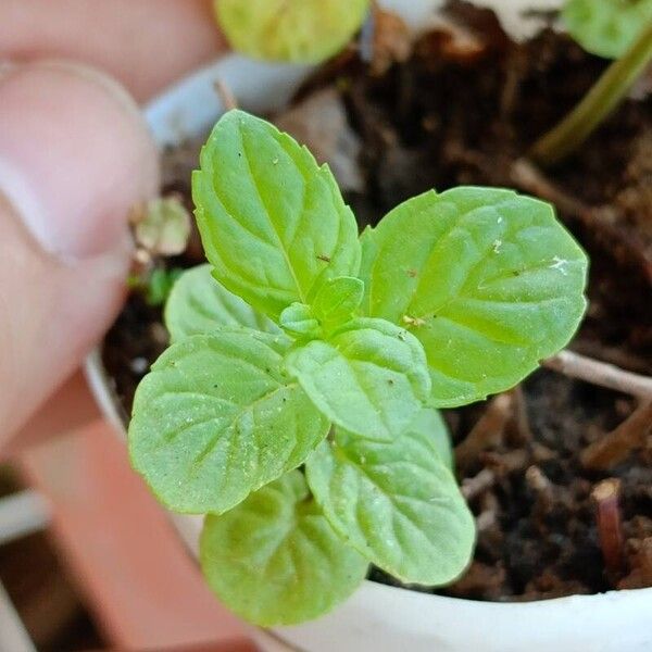 Mentha × piperita Leaf