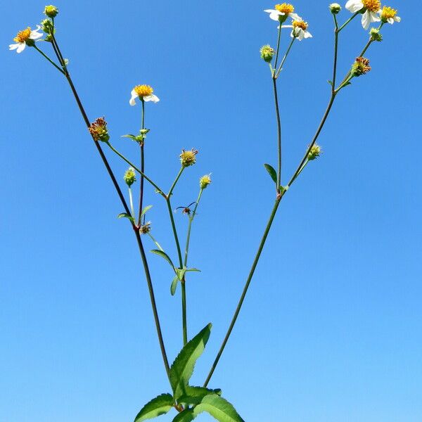 Bidens alba 整株植物