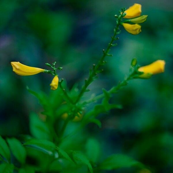 Tecoma stans Flower