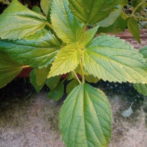 Acalypha alopecuroidea Frunză