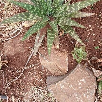 Aloe lateritia Blad
