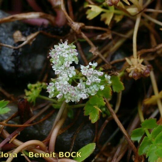 Helosciadium repens অন্যান্য