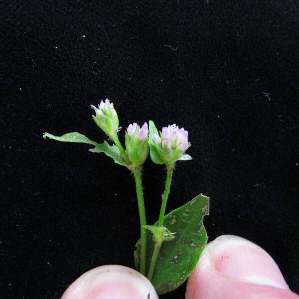 Persicaria nepalensis Outro