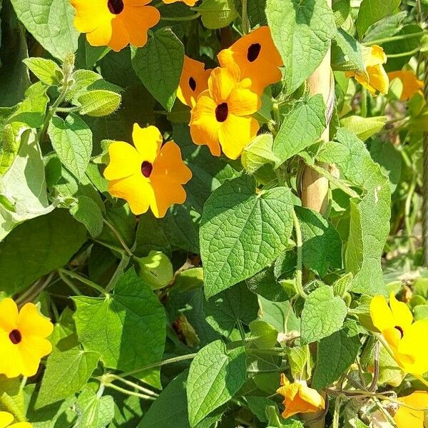 Thunbergia alata Прочее