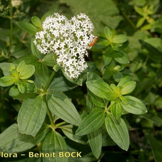 Galium rubioides Egyéb