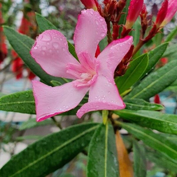 Nerium oleander 整株植物