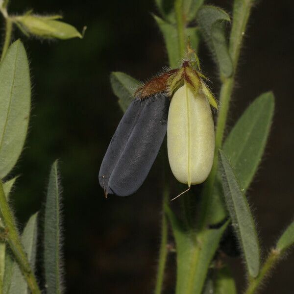 Crotalaria sagittalis Плод