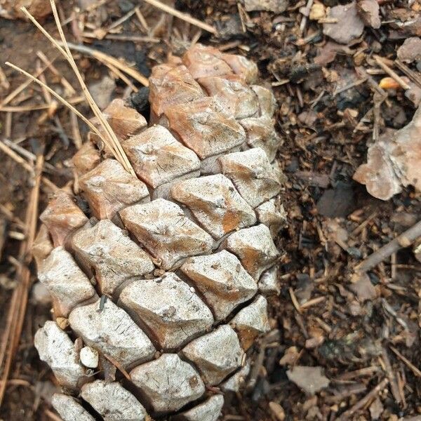 Pinus canariensis Ffrwyth