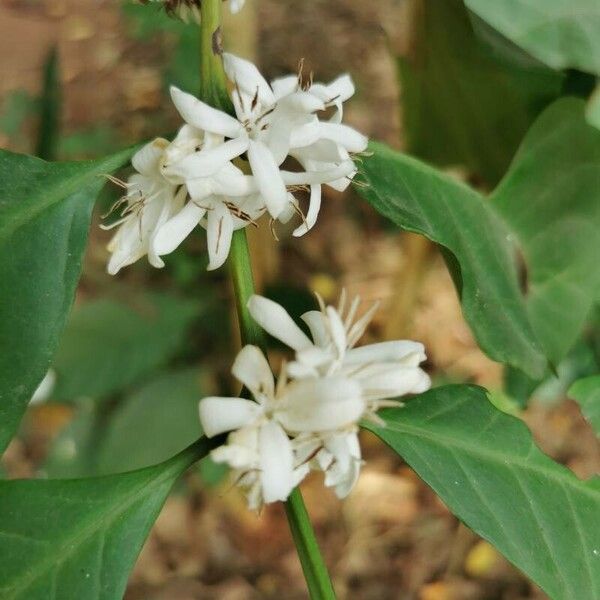 Coffea canephora Flors