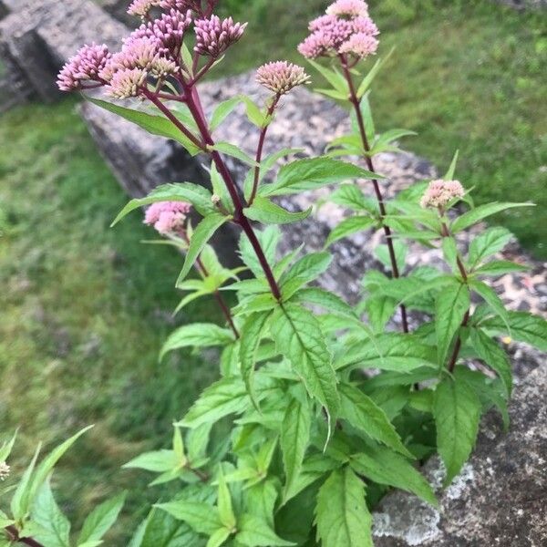 Eupatorium cannabinum موطن