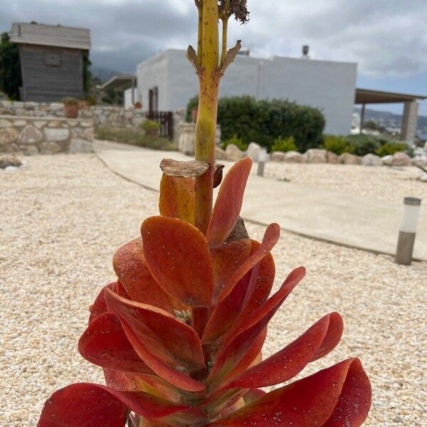 Kalanchoe tetraphylla 花