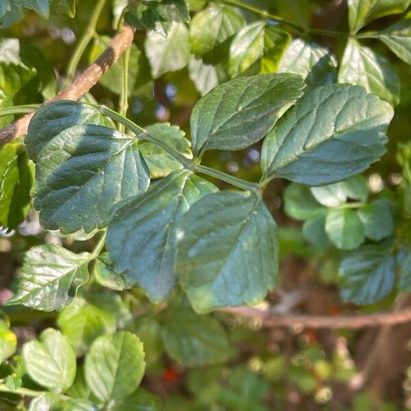 Tecomaria capensis Blad