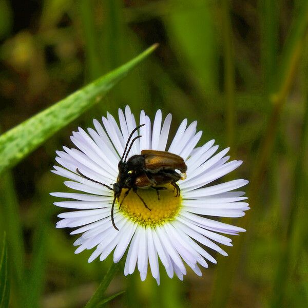 Bellis sylvestris Flor