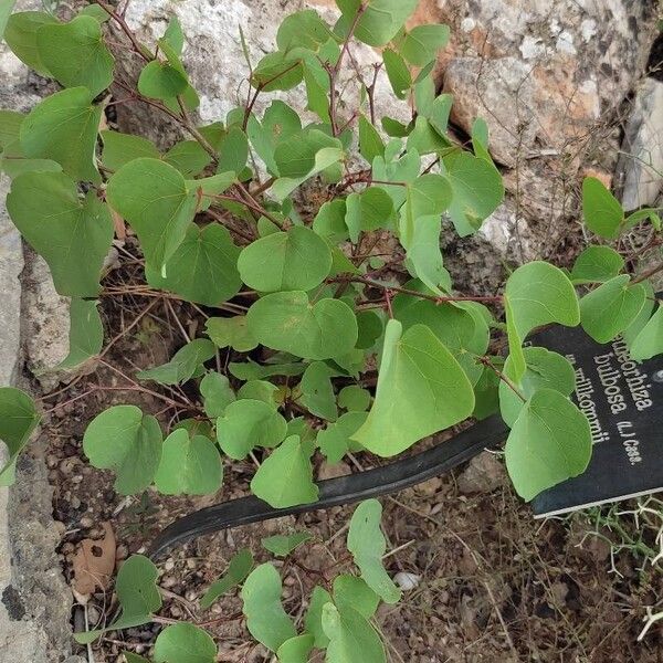 Cercis griffithii عادت داشتن