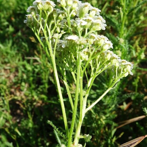 Achillea millefolium 花