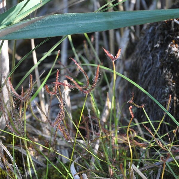 Drosera binata পাতা