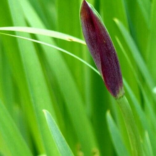 Crinum bulbispermum Blatt