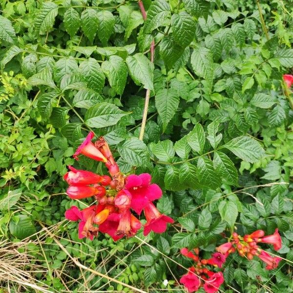 Campsis radicans Flor