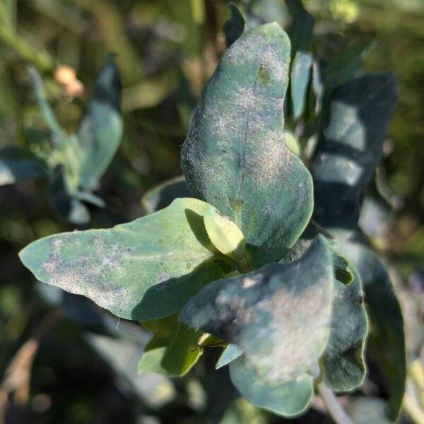 Cerinthe minor Blad