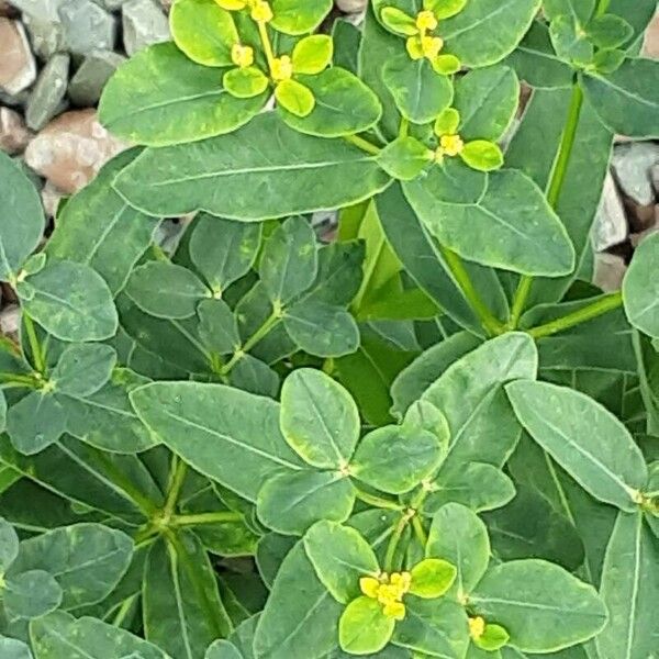 Euphorbia epithymoides Листок