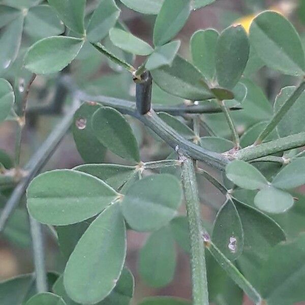 Cytisus spinosus 葉