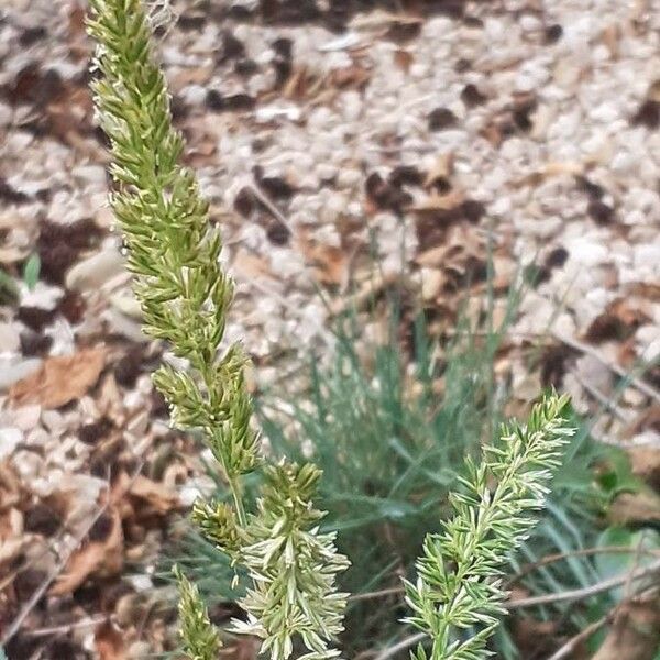 Koeleria vallesiana Flower