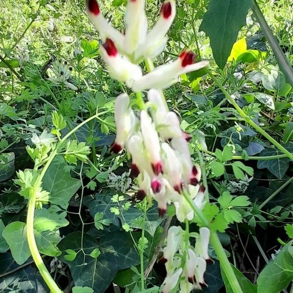 Fumaria capreolata Flor