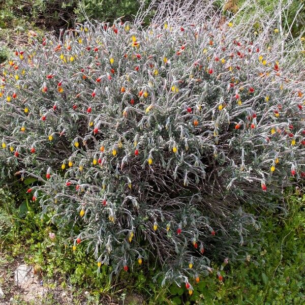 Onosma frutescens ശീലം