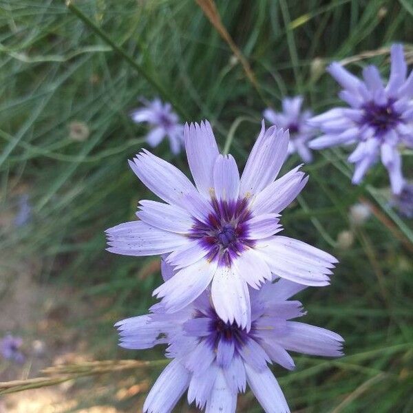 Catananche caerulea Flower