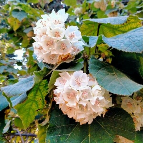 Dombeya burgessiae Blomst