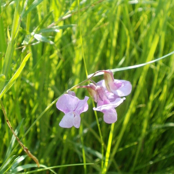 Lathyrus palustris Fiore