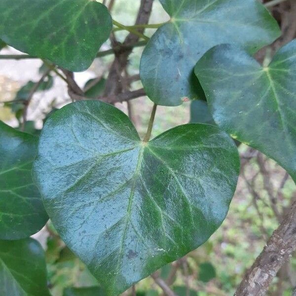 Hedera helix Liść