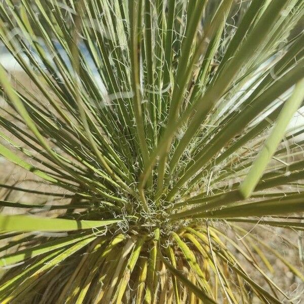 Yucca angustissima Leaf