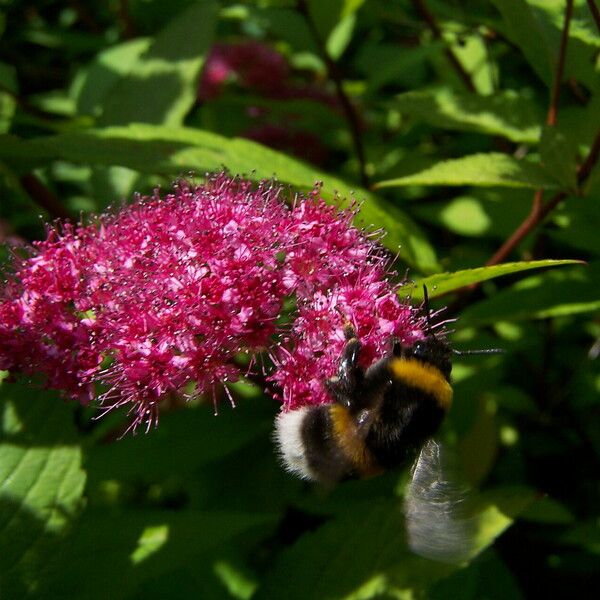 Spiraea japonica Blüte