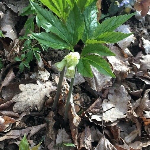 Cardamine enneaphyllos List