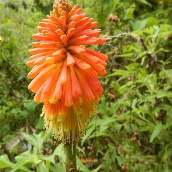 Kniphofia uvaria Цветок