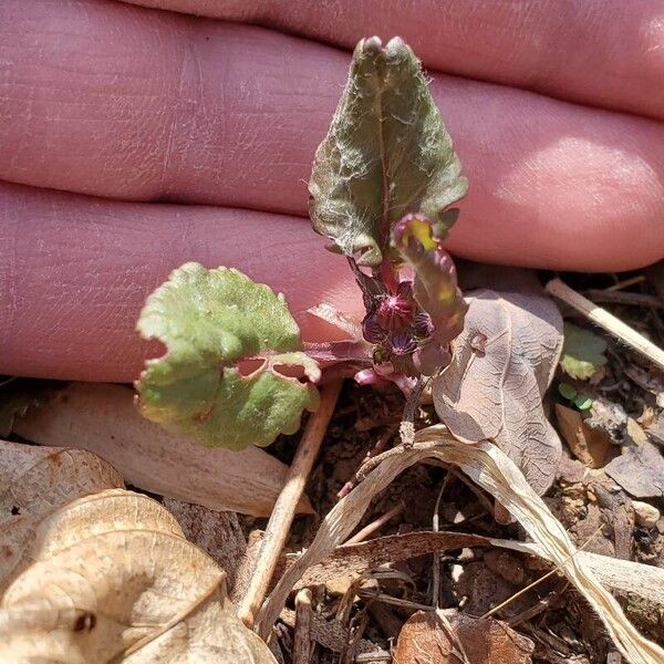 Packera aurea Leaf