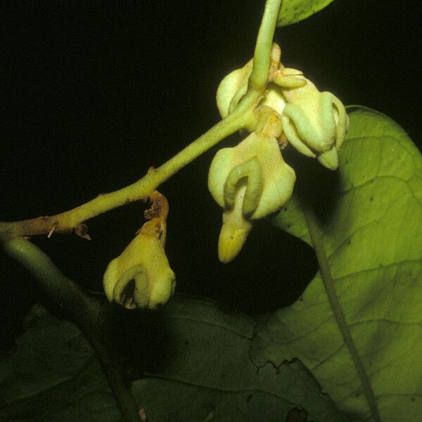 Diospyros cayennensis Fruit