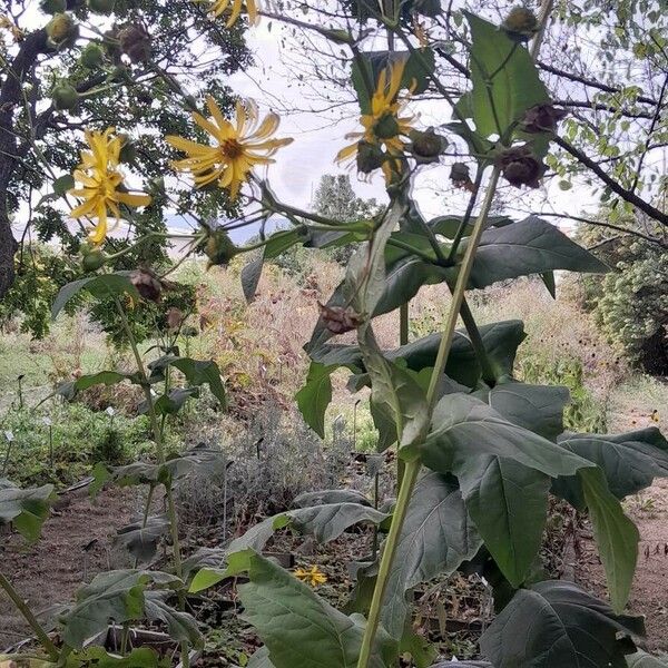 Silphium perfoliatum Hàbitat