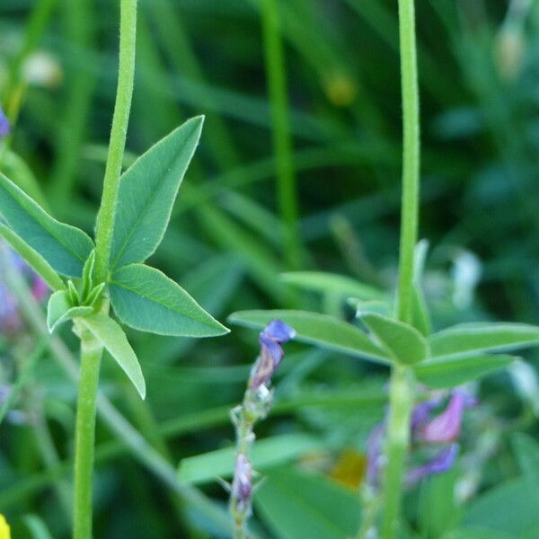 Trifolium montanum Лист