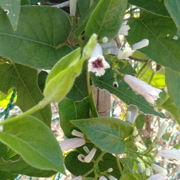 Paederia foetida Flower