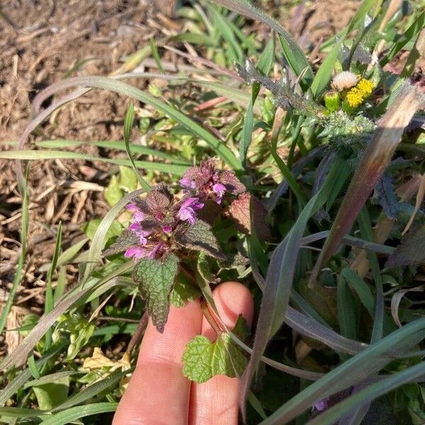 Lamium purpureum Blüte