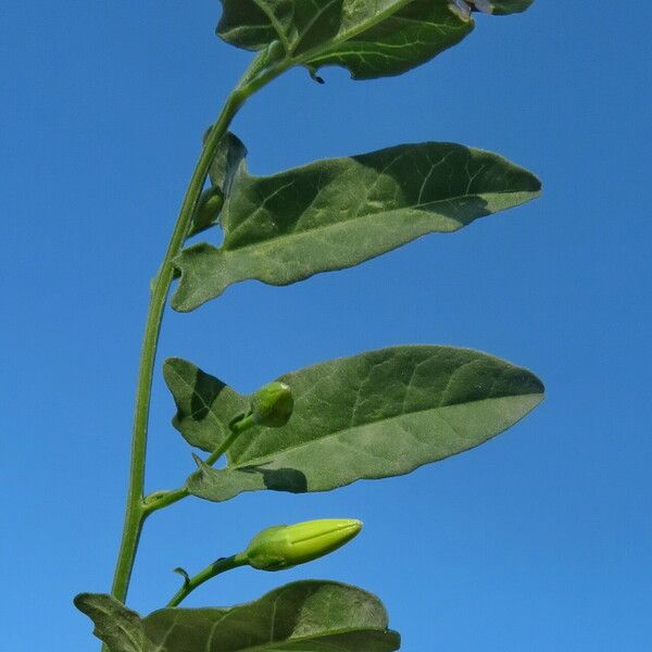 Convolvulus arvensis Hoja