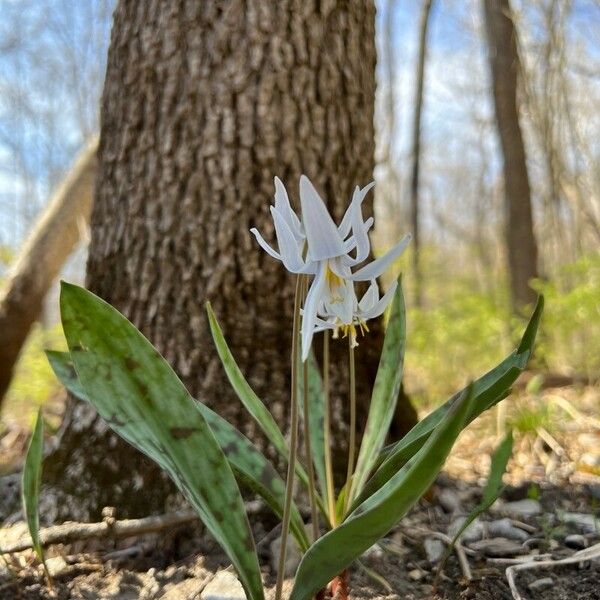 Erythronium albidum Flor