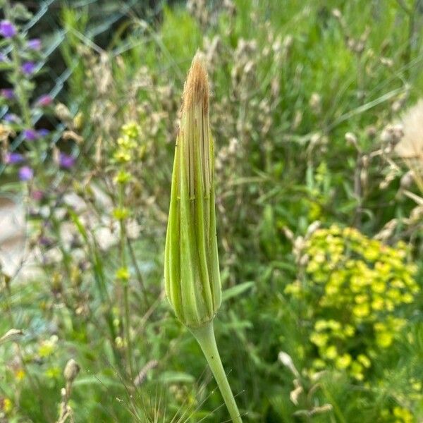 Tragopogon dubius Кветка