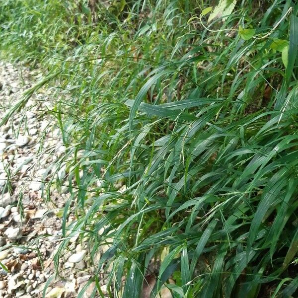 Brachypodium sylvaticum Floare