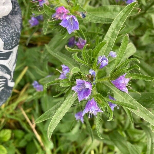 Echium plantagineum Květ