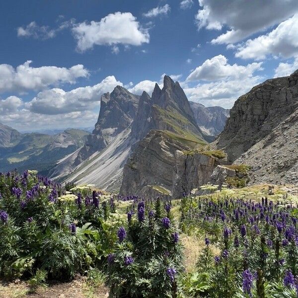 Aconitum napellus Habitus